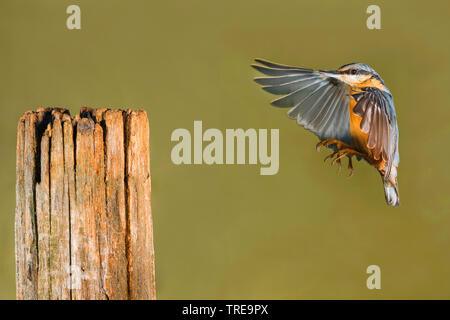 Eurasischen Kleiber (Sitta europaea), nähert sich eine Post, Italien Stockfoto