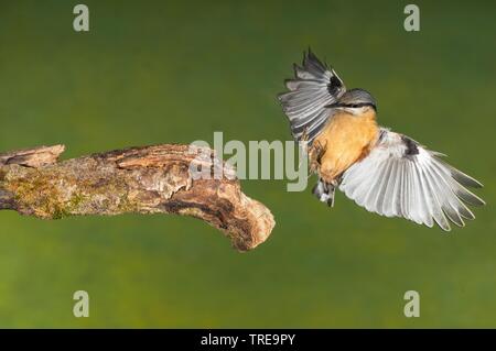 Eurasischen Kleiber (Sitta europaea), nähert sich ein Zweig, Italien Stockfoto