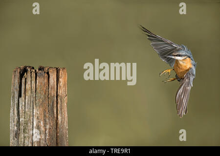 Eurasischen Kleiber (Sitta europaea), nähert sich eine Post, Italien Stockfoto