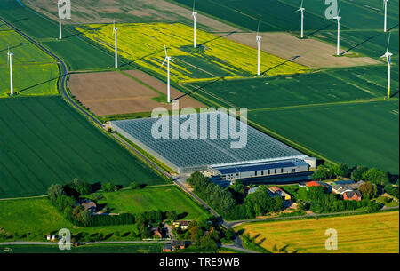 Größte Energie neutral bio Gewächshaus von Deutschland in Woehrden, wind Räder, Luftbild, Deutschland, Schleswig-Holstein, Kreis Dithmarschen Stockfoto