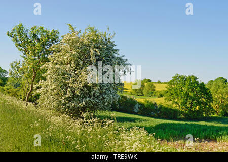 Weißdorn, weiß Thorn, Weißdorn (Crataegus spec.), blühen in einer Hecke, Deutschland, Schleswig-Holstein, Ostholstein, Klenzau Stockfoto