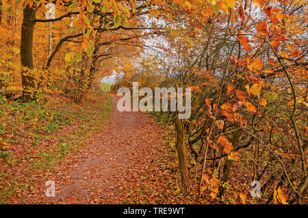 Waldweg im Duvenstedter Brook im Herbst, Deutschland, Schleswig-Holstein, NSG Duvenstedter Brook Stockfoto