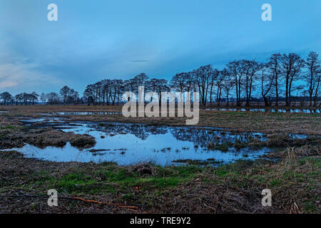 Common Alder, Black Alder, Europäische Erle (Alnus glutinosa), schwebte Feld an der Grenze Teufelsmoor bei Worpswede im Abendlicht, Reihe von Alder im Hintergrund, Deutschland, Niedersachsen, Landkreis Osterholz Stockfoto