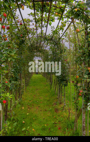 Apfelbaum (Malus Domestica), Spalier Äpfel, Deutschland, Schleswig-Holstein Stockfoto