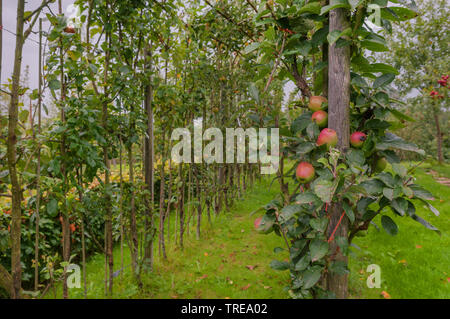 Apfelbaum (Malus Domestica), Spalier Äpfel, Deutschland, Schleswig-Holstein Stockfoto