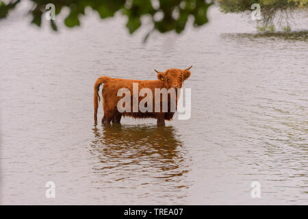 Schottische Hochlandrinder, Kyloe, Highland Kuh, Heelan Coo (Bos primigenius f. Taurus), stehen im seichten Wasser des Sees Bistensee, Deutschland, Schleswig-Holstein Stockfoto