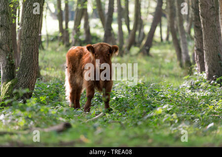 Schottische Hochlandrinder, Kyloe, Highland Kuh, Heelan Coo (Bos primigenius f. Taurus), Kalb, stehend in einem Wald, Deutschland, Schleswig-Holstein Stockfoto