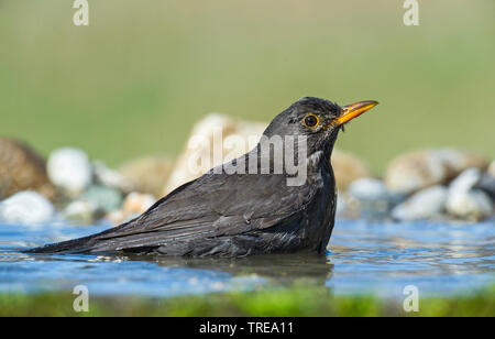 Amsel (Turdus merula), Baden, Italien Stockfoto