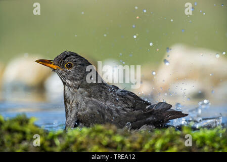 Amsel (Turdus merula), Baden, Italien Stockfoto