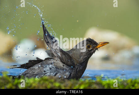 Amsel (Turdus merula), Baden, Italien Stockfoto