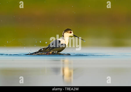 Schwarz - geflügelte Stelzenläufer (Himantopus himantopus), Baden, Europa Stockfoto