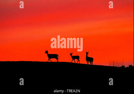 Red Deer (Cervus elaphus), Weibchen bei Sonnenuntergang, Italien Stockfoto