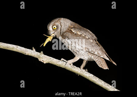 Eurasian scops Owl (Otus scops), mit einer Beute gehockt, Italien Stockfoto