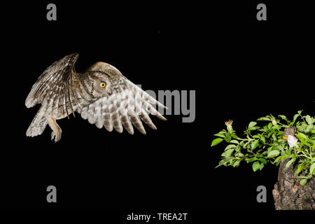 Eurasian scops Owl (Otus scops), im Flug während der Nacht, Italien Stockfoto