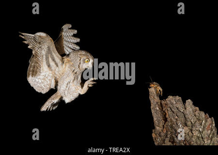 Eurasian scops Owl (Otus scops), im Flug während der Nacht, nähert sich einem Baumstumpf, Italien Stockfoto