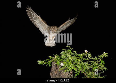 Eurasian scops Owl (Otus scops), im Flug während der Nacht, nähert sich Busch, Italien Stockfoto