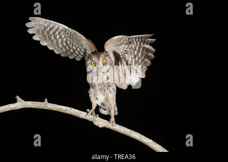 Eurasian scops Owl (Otus scops), zu der die Landung auf einem Zweig in der Nacht, Italien Stockfoto