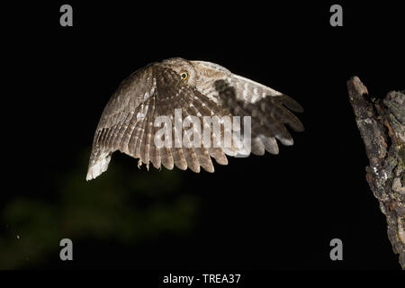 Eurasian scops Owl (Otus scops), im Flug während der Nacht, nähert sich einem Baumstumpf, Italien Stockfoto