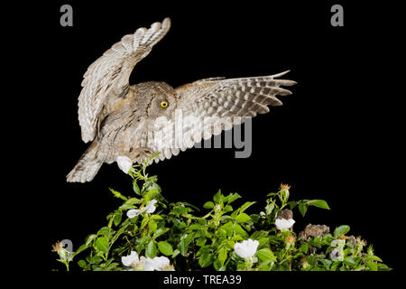 Eurasian scops Owl (Otus scops), im Flug während der Nacht, nähert sich Busch, Italien Stockfoto