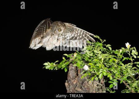 Eurasian scops Owl (Otus scops), im Flug während der Nacht, nähert sich Busch, Italien Stockfoto