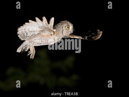 Eurasian scops Owl (Otus scops), im Flug während der Nacht, Italien Stockfoto