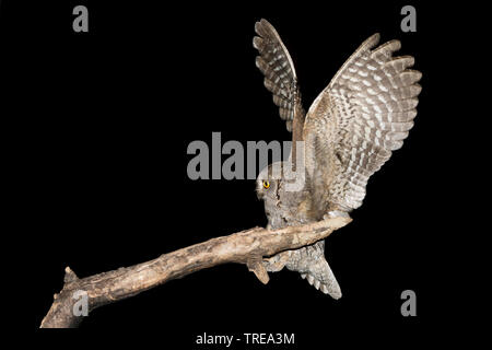 Eurasian scops Owl (Otus scops), nähert sich ein Zweig, Italien Stockfoto