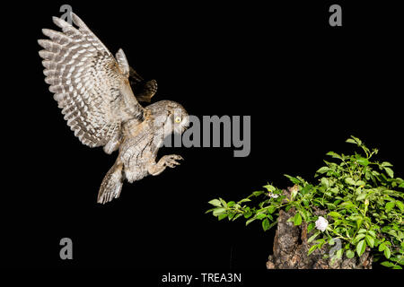 Eurasian scops Owl (Otus scops), nähert sich ein Baum Baumstumpf, Italien Stockfoto