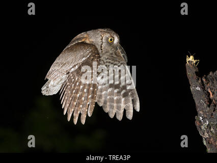 Eurasian scops Owl (Otus scops), im Flug während der Nacht, nähert sich eine Heuschrecke, Italien Stockfoto