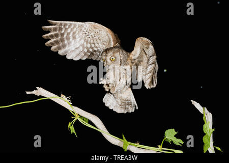 Eurasian scops Owl (Otus scops), nähert sich ein Zweig, Italien Stockfoto