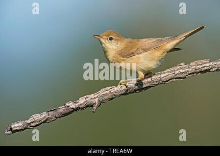 Teichrohrsänger (Acrocephalus scirpaceus), auf einem Zweig, Italien, Aostatal Stockfoto