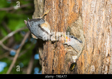 Eurasischen Kleiber (Sitta europaea), Feeds squeaker in der Zucht Höhle, Italien, Aostatal Stockfoto