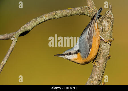 Eurasischen Kleiber (Sitta europaea), auf einem Zweig sitzend, Aosta, Italien Stockfoto