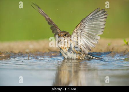 Pied schopftyrann (Ficedula 'So Sweet), jungen Vogel baden in einer Pfütze, Italien, Aostatal Stockfoto