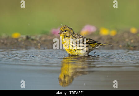 Europäischen Girlitz (Serinus serinus), Baden, Italien, Aostatal Stockfoto