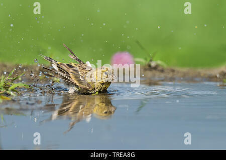 Europäischen Girlitz (Serinus serinus), Baden, Italien, Aostatal Stockfoto