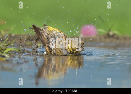 Europäischen Girlitz (Serinus serinus), Baden, Italien, Aostatal Stockfoto