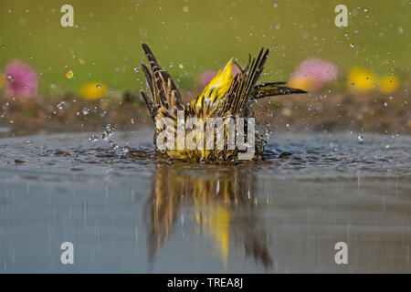 Europäischen Girlitz (Serinus serinus), Baden, Italien, Aostatal Stockfoto