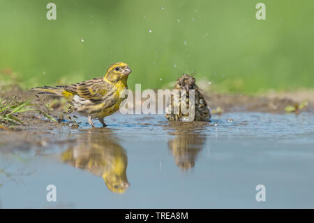 Europäischen Girlitz (Serinus serinus), Baden, Italien, Aostatal Stockfoto