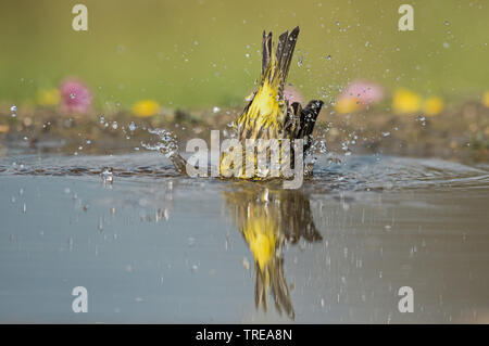 Europäischen Girlitz (Serinus serinus), Baden, Italien, Aostatal Stockfoto