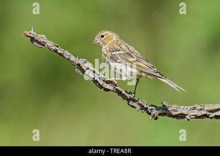 Europäischen Girlitz (Serinus serinus), Weibliche hocken auf einem getrockneten Zweig, Seitenansicht, Italien, Aostatal Stockfoto