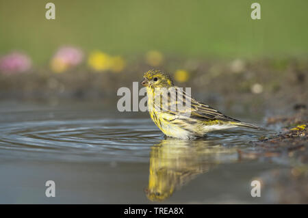 Europäischen Girlitz (Serinus serinus), Baden, Italien, Aostatal Stockfoto