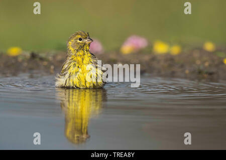 Europäischen Girlitz (Serinus serinus), Baden, Italien, Aostatal Stockfoto