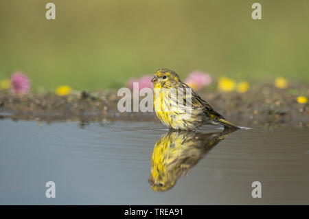 Europäischen Girlitz (Serinus serinus), Baden, Italien, Aostatal Stockfoto