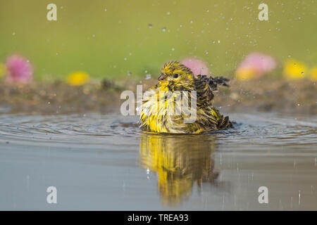 Europäischen Girlitz (Serinus serinus), Baden, Italien, Aostatal Stockfoto