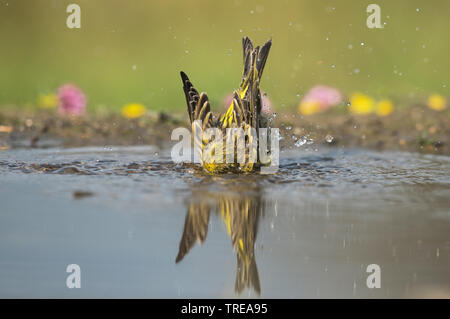 Europäischen Girlitz (Serinus serinus), Baden, Italien, Aostatal Stockfoto