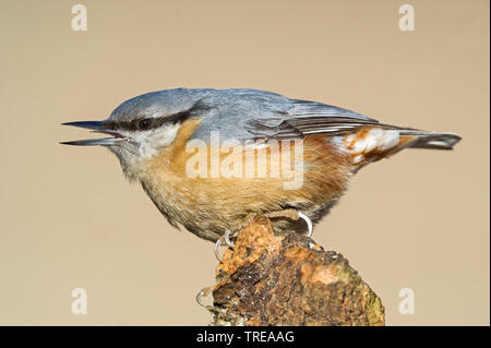 Eurasischen Kleiber (Sitta europaea), hocken auf Totholz, Seitenansicht, Italien, Aostatal Stockfoto