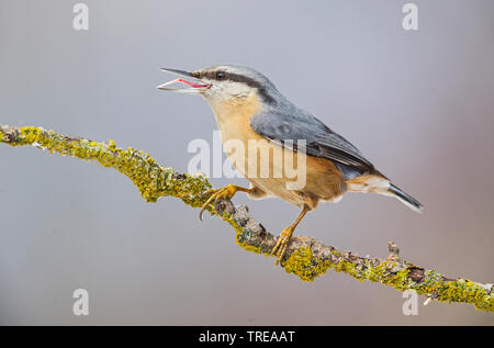 Eurasischen Kleiber (Sitta europaea), Hocken mit offener Rechnung auf einem lichened Zweig, Seitenansicht, Italien, Aostatal Stockfoto