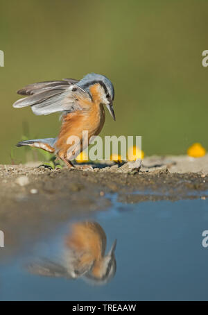 Eurasischen Kleiber (Sitta europaea), nahrungssuche an der Wasserseite, Seitenansicht, Italien, Aostatal Stockfoto