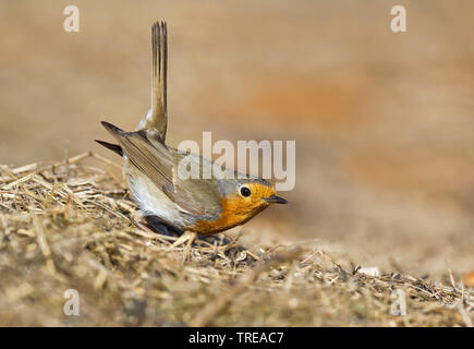 Europäische Robin (Erithacus Rubecula), Heu, Italien, Aostatal Stockfoto