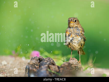 Europäische Robin (Erithacus Rubecula), unreife nach dem Baden, Italien, Aostatal Stockfoto